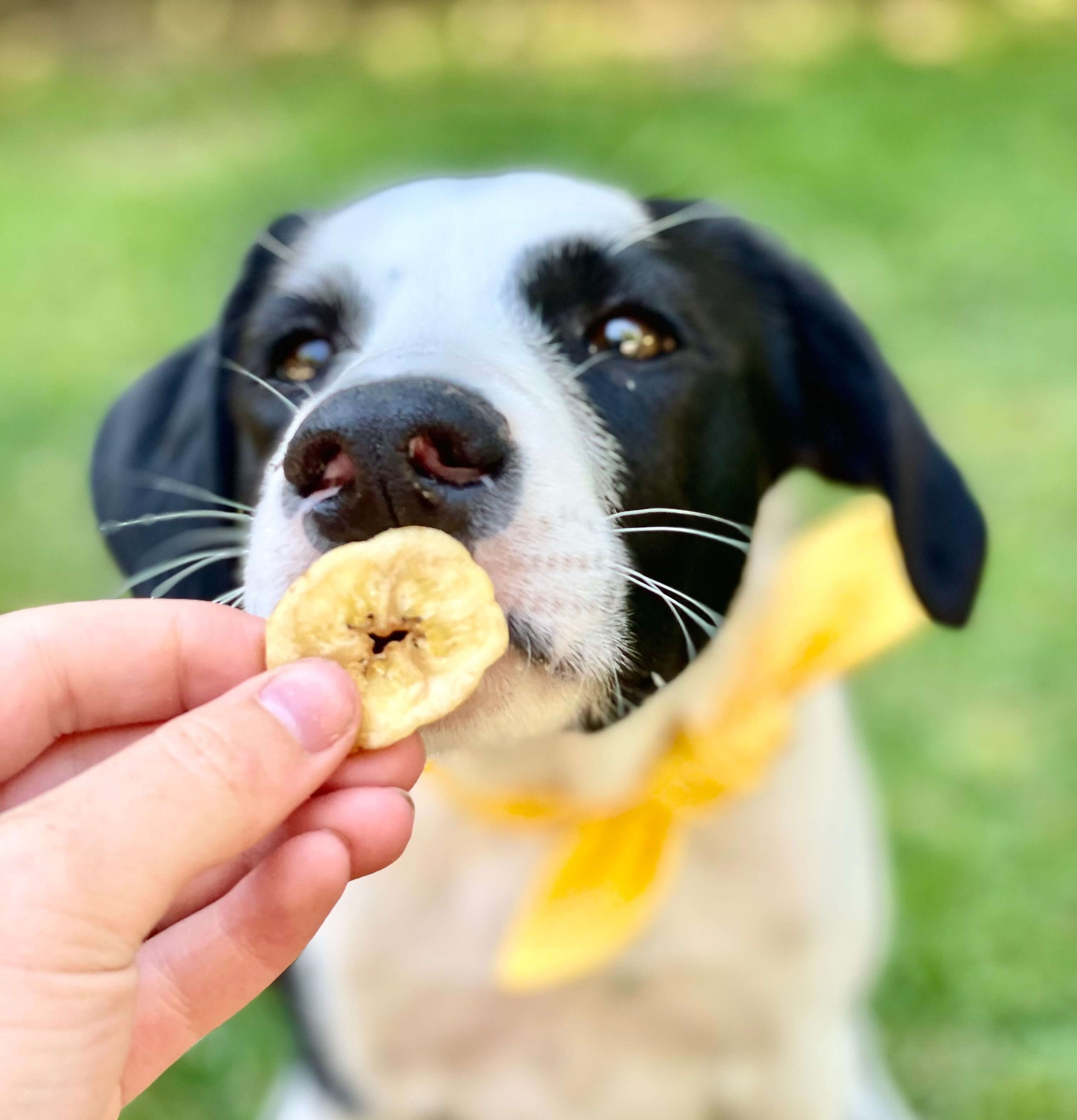 Banana Chips Dog Treats